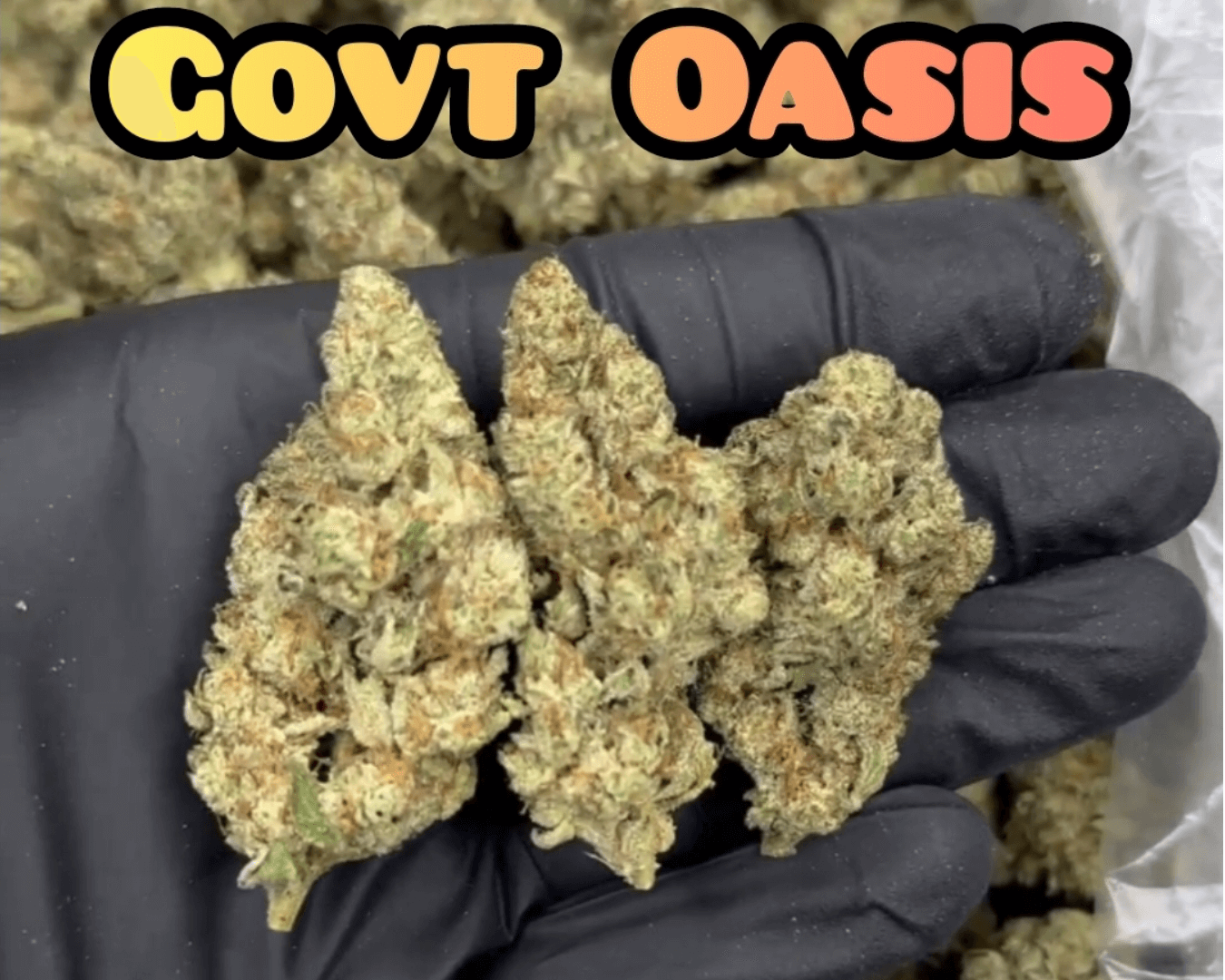 Govt Oasis - Hybrid