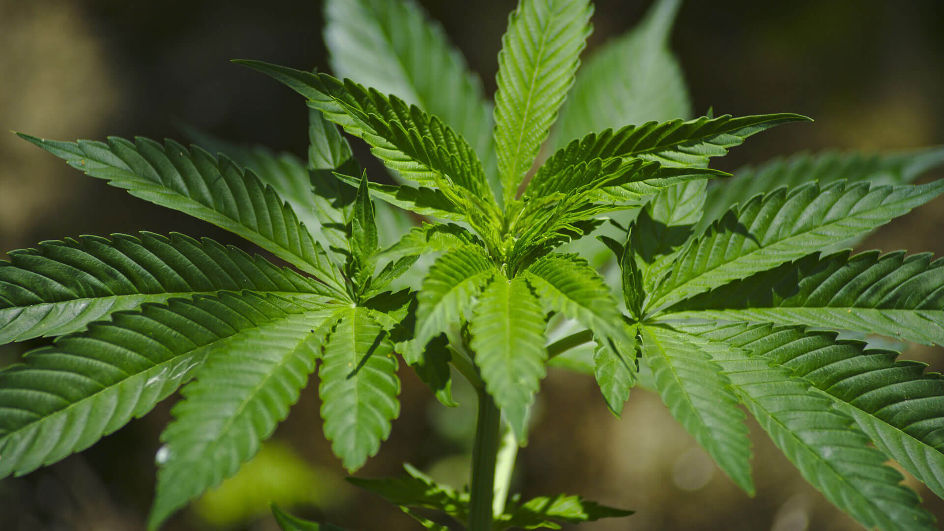 Cannabis Delivery in Washington, DC: The Future of the Industry in Question?
