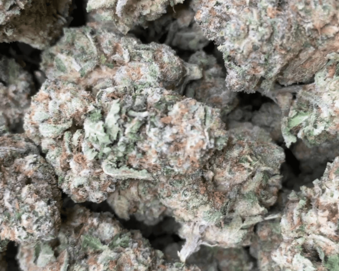 Glaciers OG - Indica