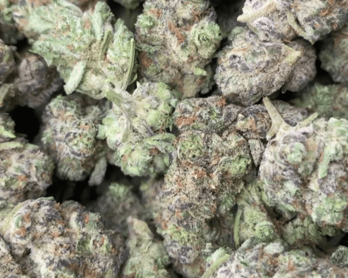 GovernMint Oasis - Indica