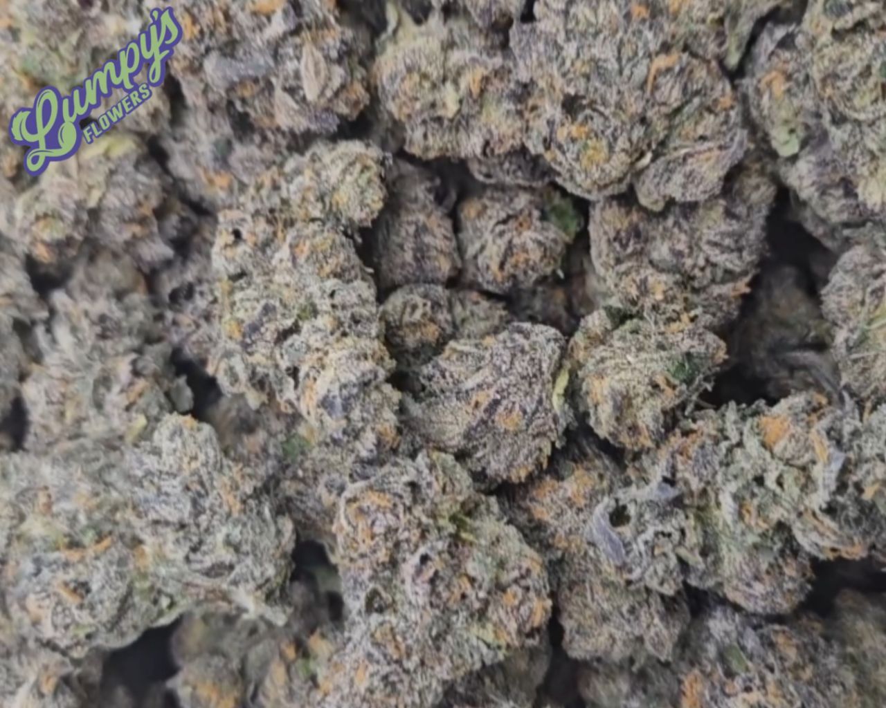 Lumpy's Flower: White Sherb