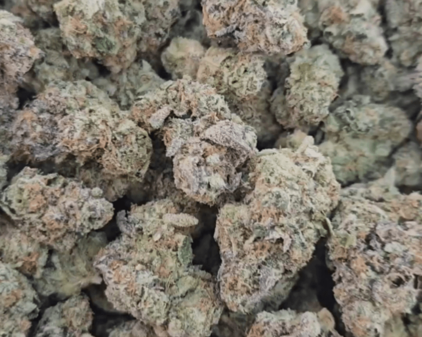 Jack Diesel - Sativa