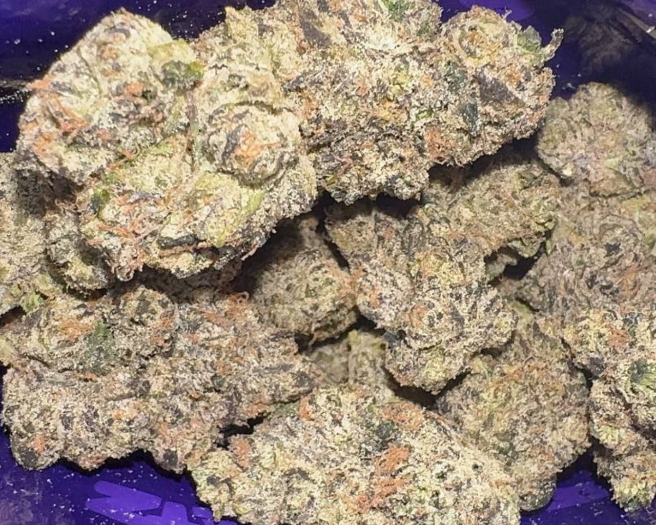 Sweetz Exotics: Gumbo - H - 38.08%