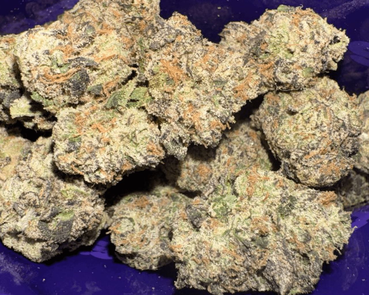 Sweetz Exotics: Goyard Gruntz - I - 40.02%